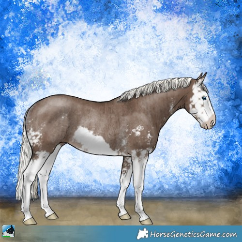 Horse Color:Liver Red Dun Mushroom Sabino Splash Rabicano Brindle