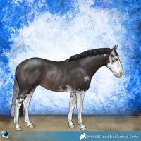 Horse Color:Brown Sabino Splash Rabicano 