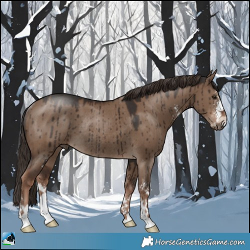 Horse Color:Liver Red Dun Sabino Rabicano Brindle 