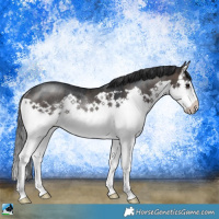 Horse Color:Brown Dun Mushroom Splash Rabicano 