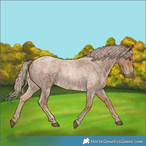 Horse Color:Red Roan 