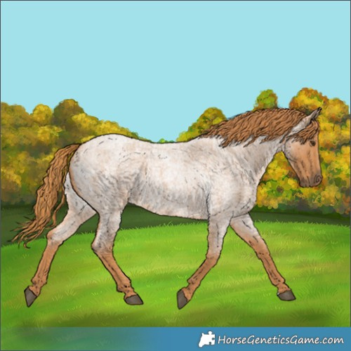 Horse Color:Red Roan 