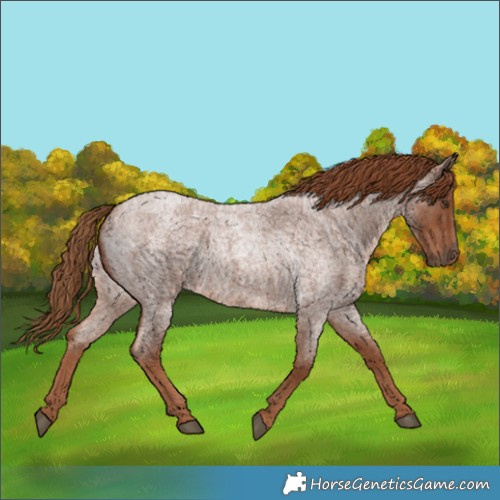 Horse Color:Red Roan 