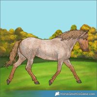Horse Color:Red Roan 