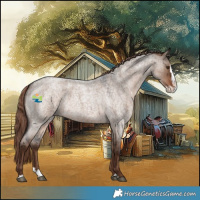 Horse Color:Liver Red Dun Roan Splash 