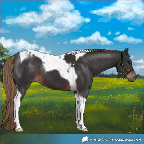 Horse Color:Liver Chestnut Tobiano 