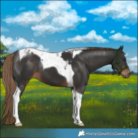 Horse Color:Liver Chestnut Tobiano