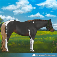 Horse Color:Liver Chestnut Tobiano 