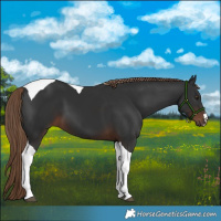 Horse Color:Liver Chestnut Tobiano 