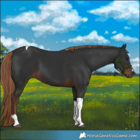 Horse Color:Liver Chestnut Tobiano 