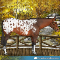 Horse Color:Bay Appaloosa  and Bay Appaloosa 
