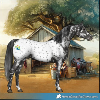Horse Color:Black Near Leopard 