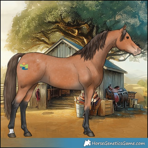 Horse Color:Bay Appaloosa 