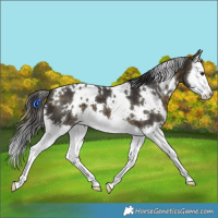 Horse Color:White Spotted Buckskin Splash 