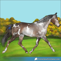 Horse Color:Gray White Spotted Liver Chestnut 