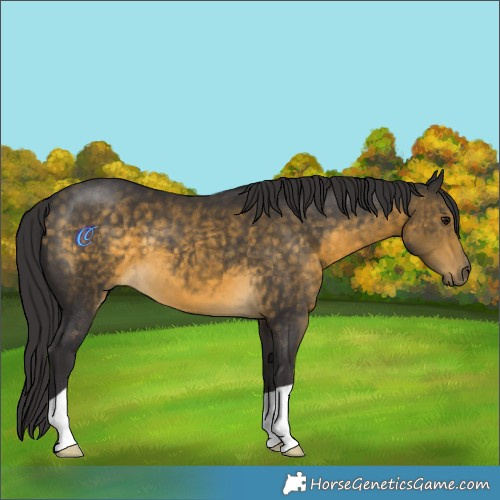 Horse Color:Buckskin 
