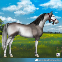 Horse Color:Gray Platinum Bay Onyx Splash Rabicano 