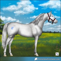 Horse Color:Gray Platinum Bay Onyx Splash Rabicano 