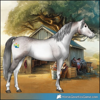 Horse Color:Gray Platinum Bay Onyx Rabicano
