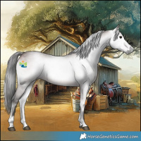 Horse Color:Gray Platinum Bay Onyx Rabicano 