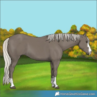 Horse Color:Silver Smoky Black 