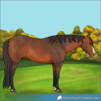 Horse Color:Bay Splash Frame 