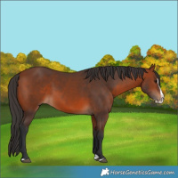 Horse Color:Bay Splash 