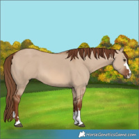 Horse Color:Red Dun 