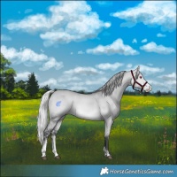 Horse Color:Silver Bay Chinchilla Dun Sabino