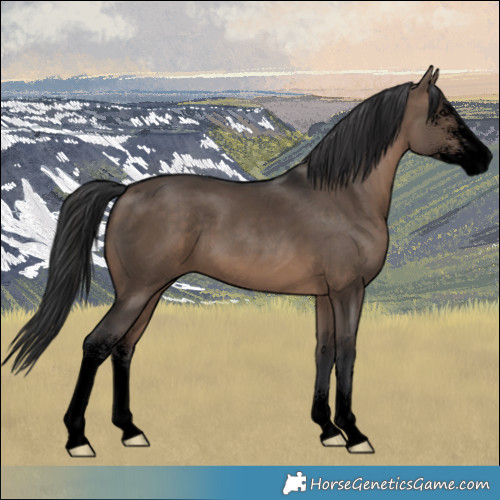 Horse Color:Void Brown Dun Sabino 