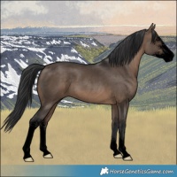 Horse Color:Void Brown Dun Sabino 