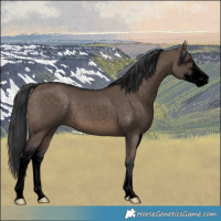 Horse Color:Void Brown Dun Sabino