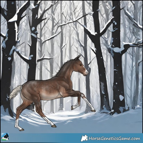 Horse Color:Liver Chestnut Mushroom Rabicano 