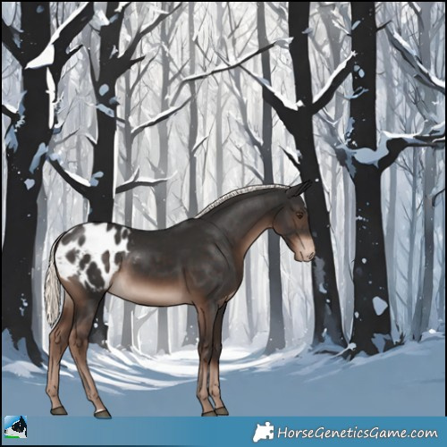 Horse Color:Liver Chestnut Mushroom Appaloosa 