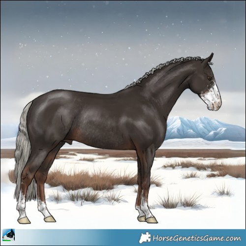 Horse Color:Liver Chestnut Mushroom Sabino Rabicano 