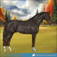 Horse Color:Liver Chestnut Rabicano