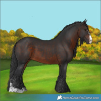 Horse Color:Brown Sabino Rabicano