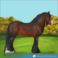 Horse Color:Brown Sabino Rabicano 