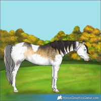Horse Color:Buckskin Onyx Splash Tobiano
