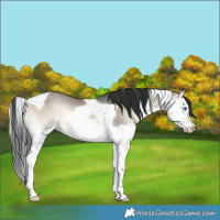Horse Color:Brown Onyx Splash Tobiano 