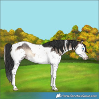 Horse Color:Brown Onyx Splash Tobiano 