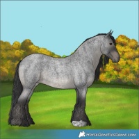 Horse Color:Blue Roan Rabicano 