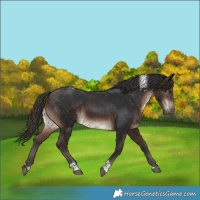 Horse Color:Brown Tobiano Rabicano 