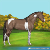 Horse Color:Liver Red Dun Tobiano 