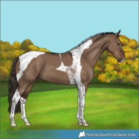 Horse Color:Liver Red Dun Tobiano 