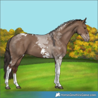 Horse Color:Liver Red Dun Tobiano 