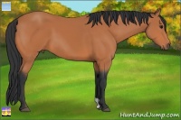 Horse Color:Bay 