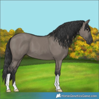 Horse Color:Grullo 