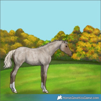 Horse Color:Silver Smoky Blue Roan 