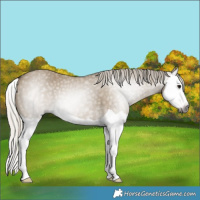 Horse Color:Gray Silver Smoky Grullo Splash 